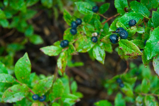 Wild blueberries and cranberries