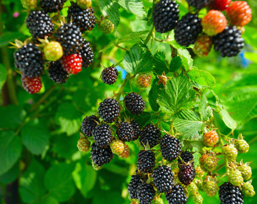 Blackberries