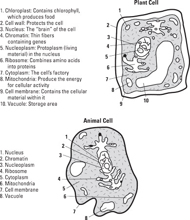 Basic structures of plant and animal cells.