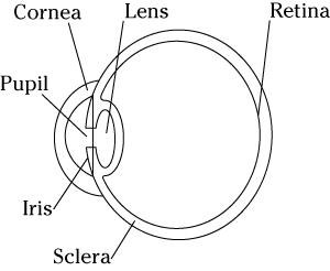 Anatomy of the human eye.