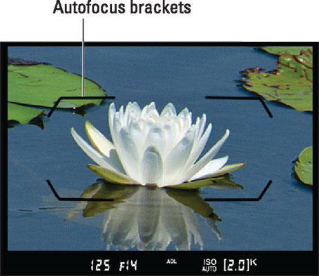 Looking through the viewfinder, compose the shot so that your subject is within the autofocus brackets.