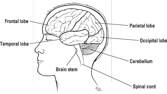 The human brain from the outside looking in. [Credit: Illustration by Kathryn Born, MA]