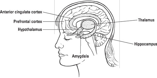 Inside the human brain. [Credit: Illustration by Kathryn Born, MA]