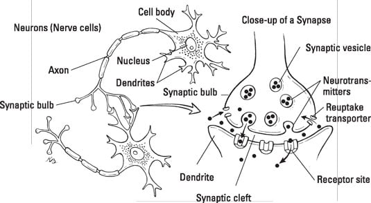 Cell-to-cell communication via neurotransmitters. [Credit: Illustration by Kathryn Born, MA]