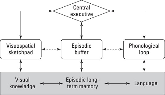 The working memory model of short-term memory.