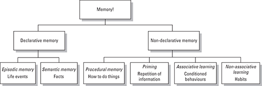 The different types of long-term memory.