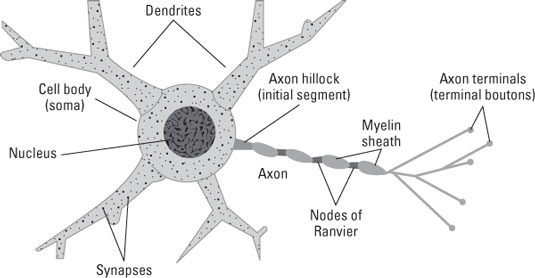 Neuroscience For Dummies Cheat Sheet - dummies