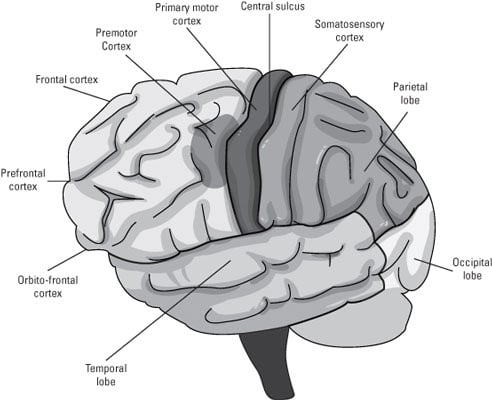 The four lobes and the regions within each.