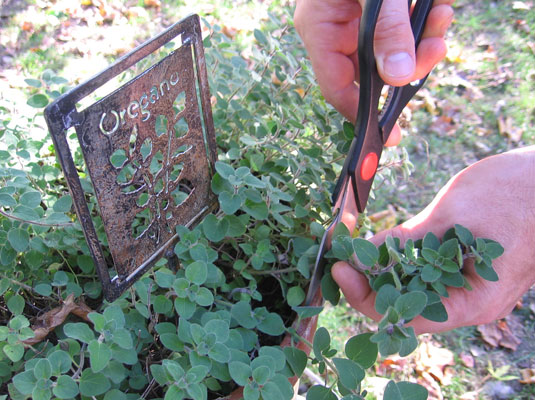 If you’re harvesting herbs from a garden, cut the stems, don’t pick them, leaving an extra inch or two for tying them in bunches.