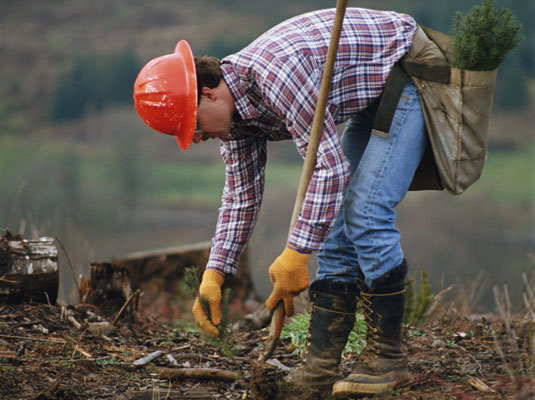 Planting trees gets you out in nature and doing something good for it as well. [Credit: PhotoDisc, 