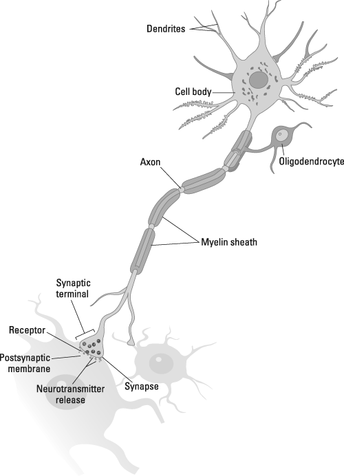 ged-nerve-cell