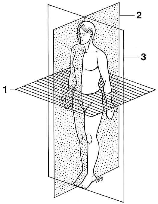 labeled anatomical position diagram