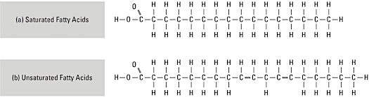 anatomy-fatty-acids