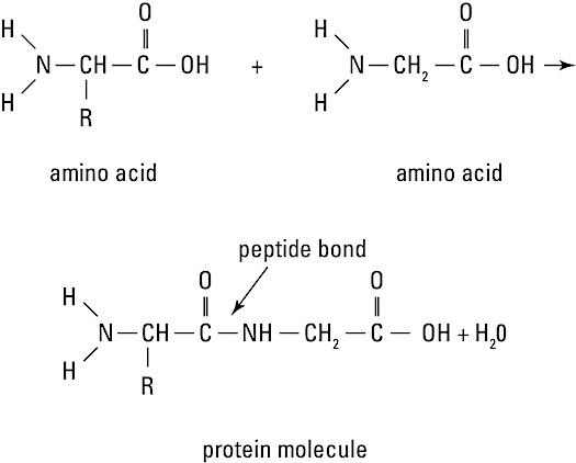 anatomy-protein