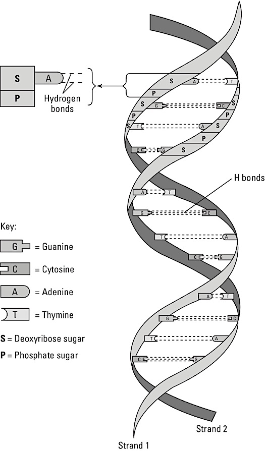 anatomy-double-helix