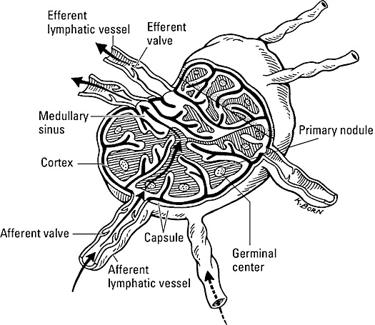 anatomy-lymph-node