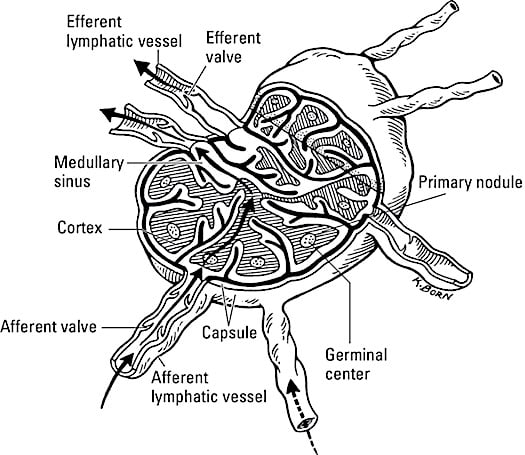 lymph node anatomy