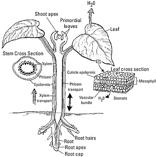 asvab-plant-anatomy