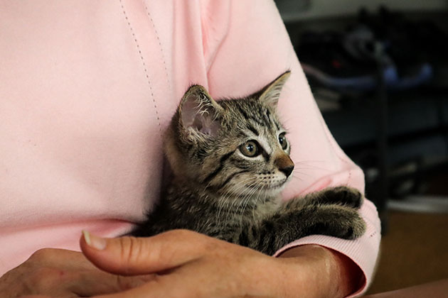 Gray kitten in the crook of a woman's arm