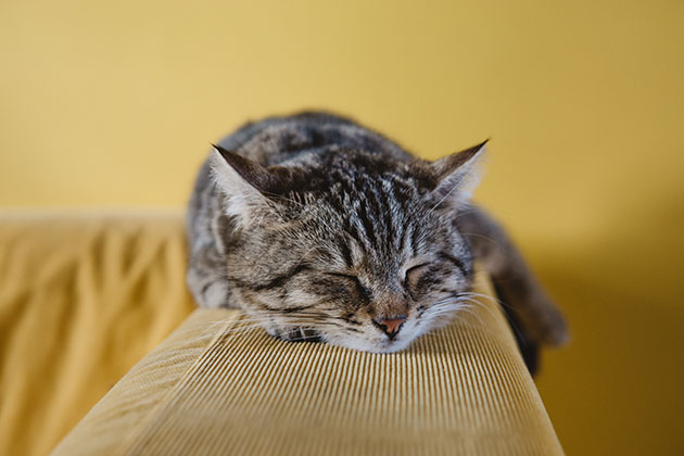Sleeping cat on top of yellow sofa
