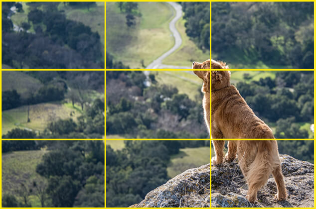 dog image with rule-of-thirds grid superimposed