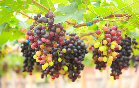 Grapes contain polyphenols such as resveratrol, anthocyanins, and other flavonoids that help reduce inflammation.