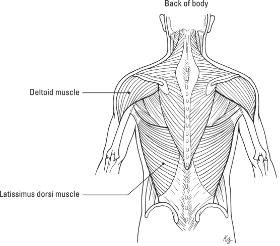 deltoids and lats