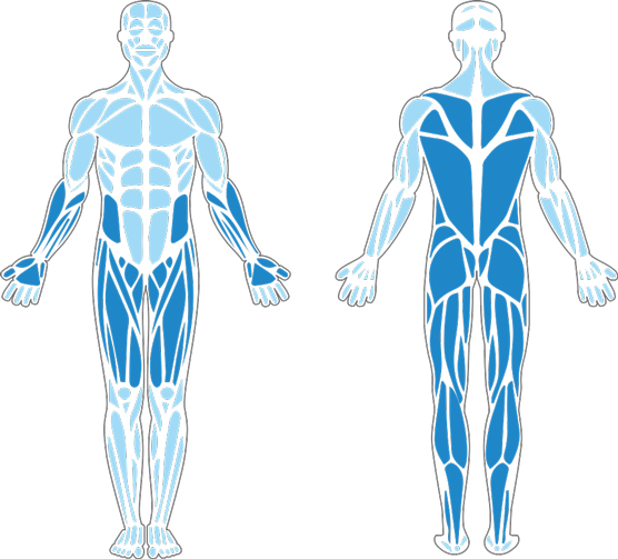 Muscles used in the 3 Repetition Maximum Deadlift.