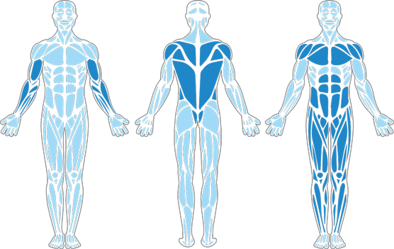 Muscles used in the Leg Tuck.