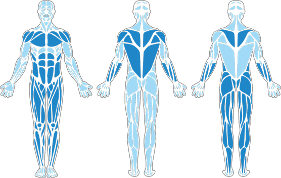 Muscles used in the Standing Power Throw.
