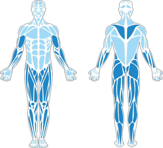 Muscles used in the Sprint-Drag-Carry.