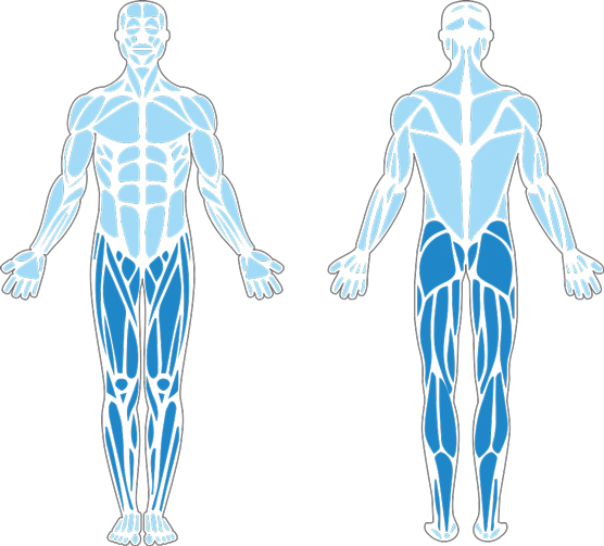 Muscles used in the Two-Mile Run.