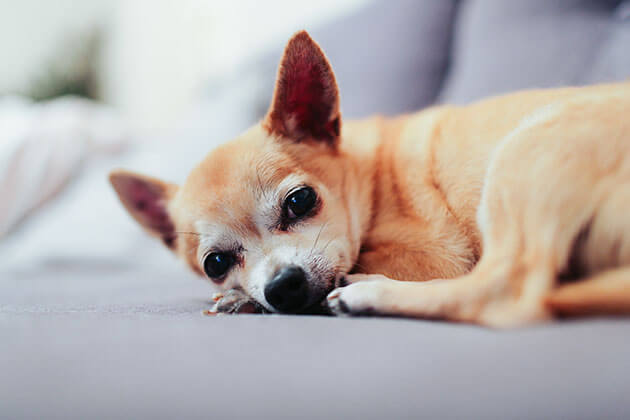 Chihuahua puppy on sofa