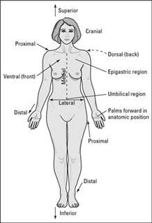 Illustration of the female human anatomy