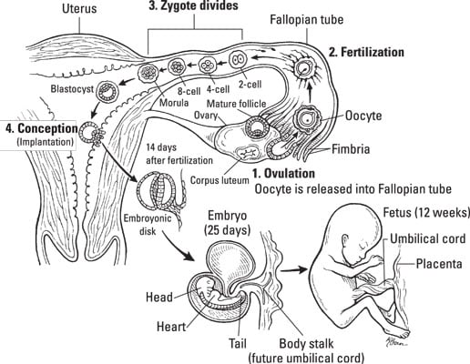 Birth of a Human Baby - Biology Online Tutorial