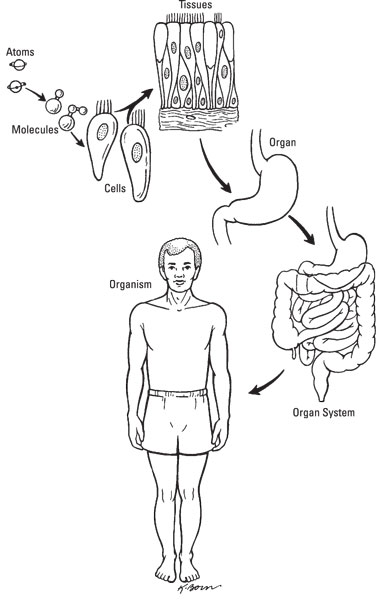 Draw it to Know it – Physiology, Organ Systems, Free Download