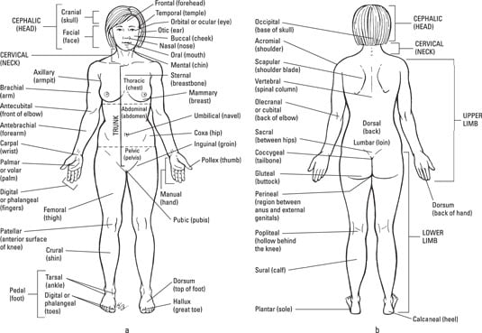 The Anatomical Regions Of The Body Dummies