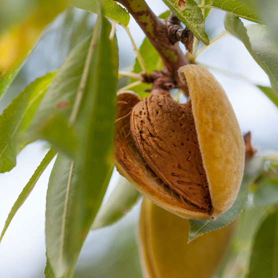 Natural Almonds