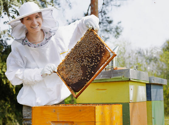 beekeeping approaches