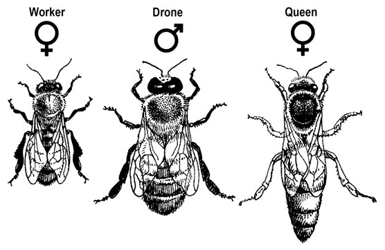 worker, drone, and queen bees