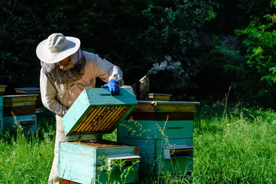 Learn about natural building and beekeeping and co-create our