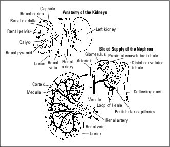 Flow Chart Of Human Excretory System