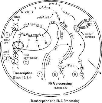 RNA transcription