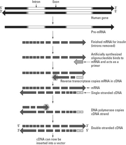 Making cDNA.