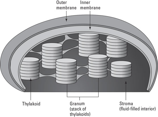 The chloroplast.