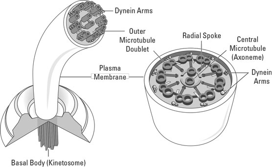 Structure of cilia and flagella.