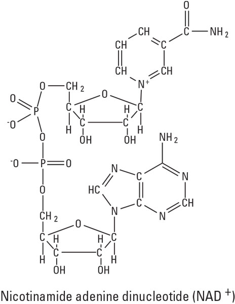 The electron carrier cycle.