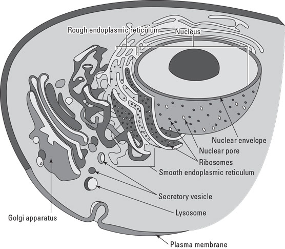 The endomembrane system.