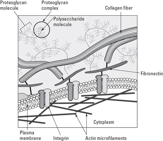 The extracellular matrix of animal cells.