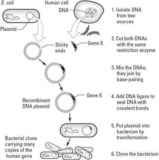 Cloning a gene.